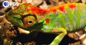 Watch a Chameleon Erupt in Stunning Color Moments Before She Dies
