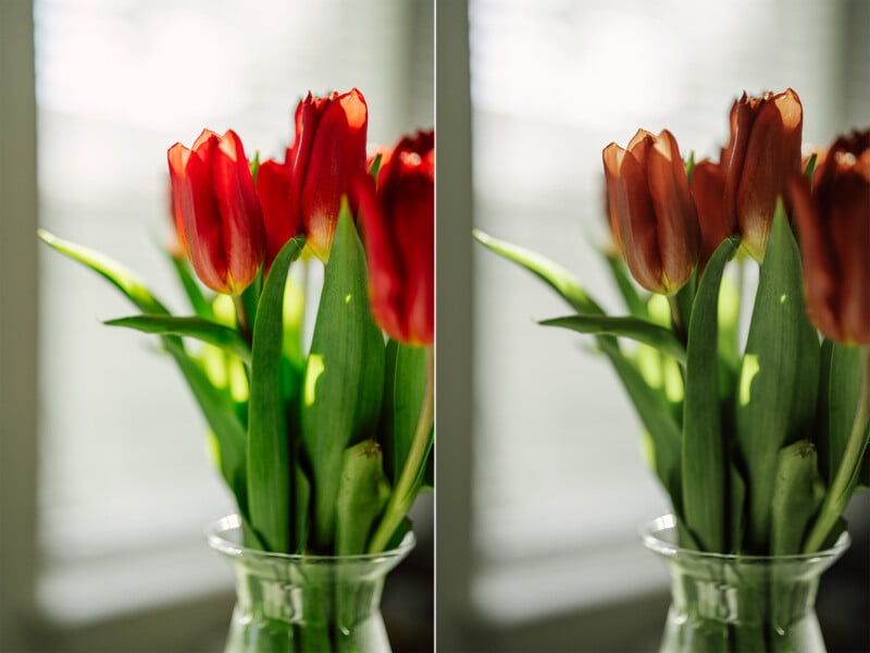 Two photos of red tulips in a vase with drastically different colors. 
