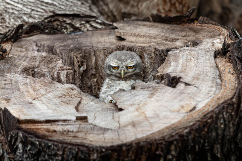 A spotted owlet emerges from a tree trunk.