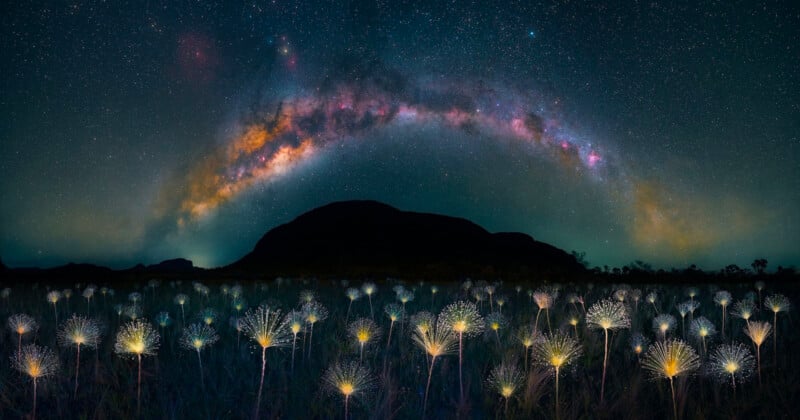 An arc of the Milky Way above a field of illuminated white flowers.