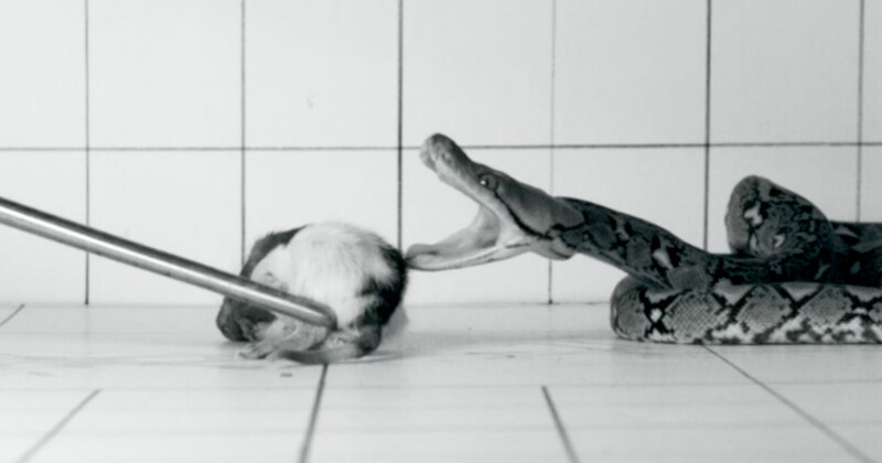 Scientist Movies Gradual-Movement Photos of Snake Assaults to Uncover How They Kill