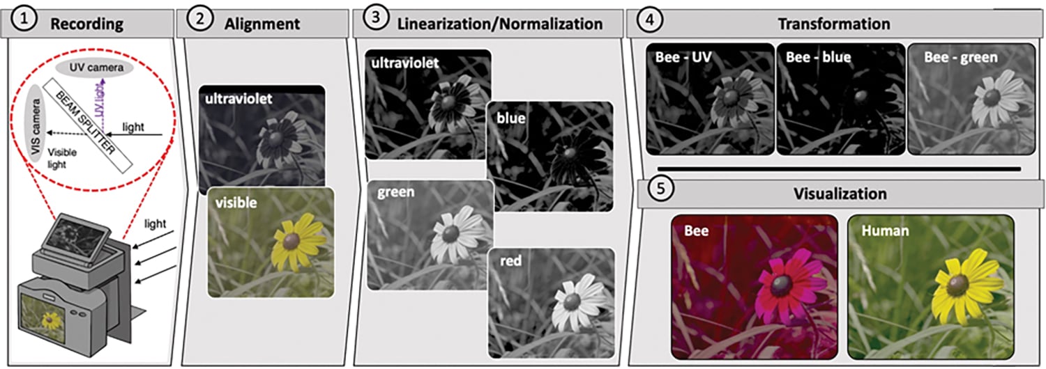 Scientists Create Camera That Shows How Animals See Color – Dexity Images