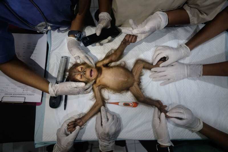 A baby orangutan is prepared for surgery.