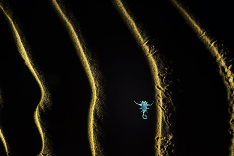 A scorpion illuminated by UV light on sand.