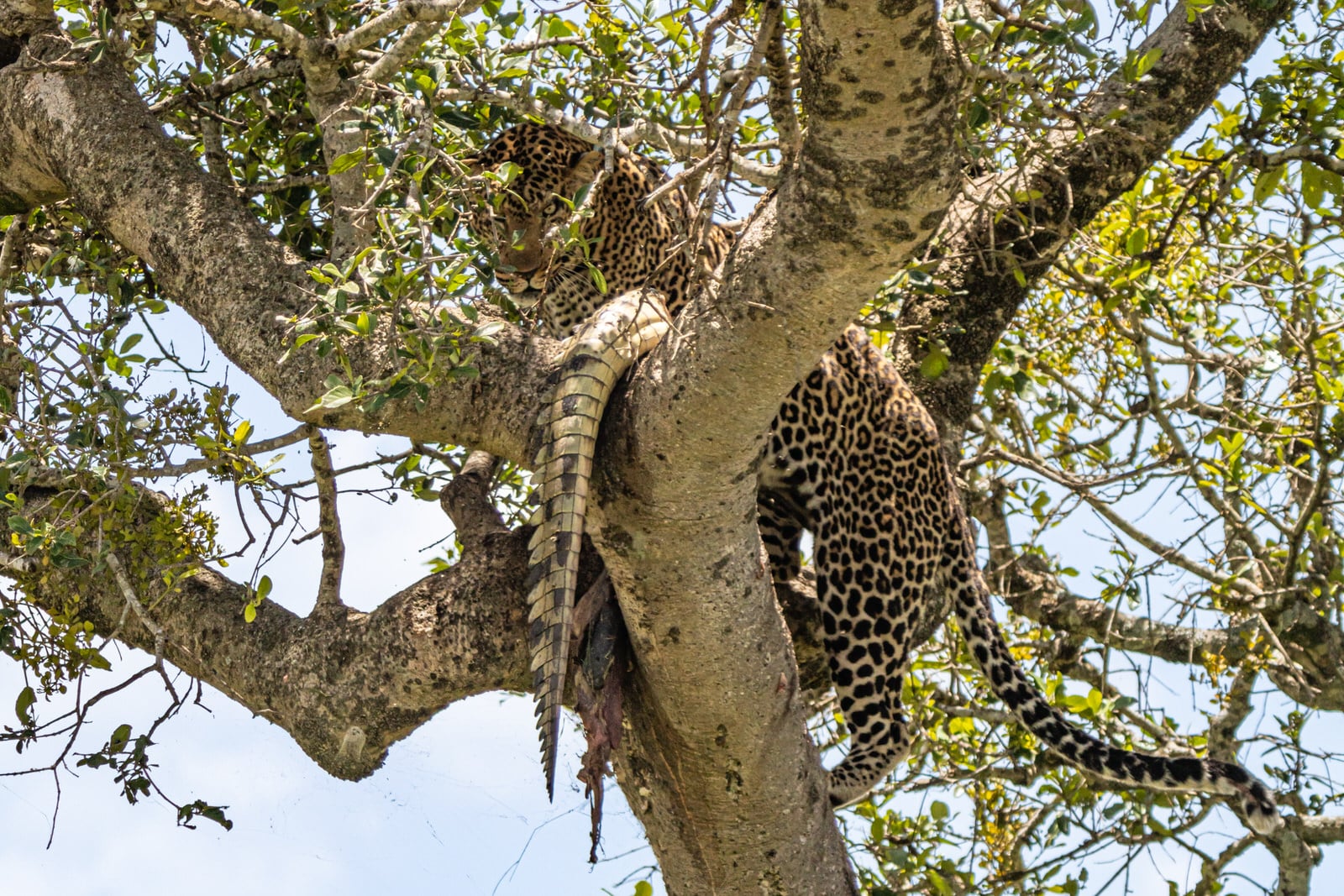 Photographer Captures Leopard Eating Crocodile in Tree | PetaPixel