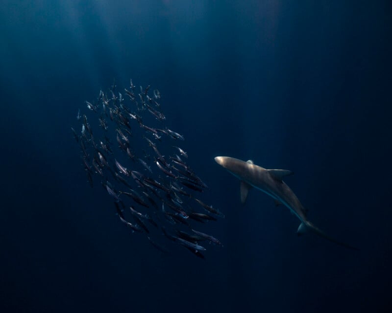 Kristi Odom underwater photography