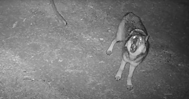 Gray Wolves Seen on Camera in California National Park For First Time ...