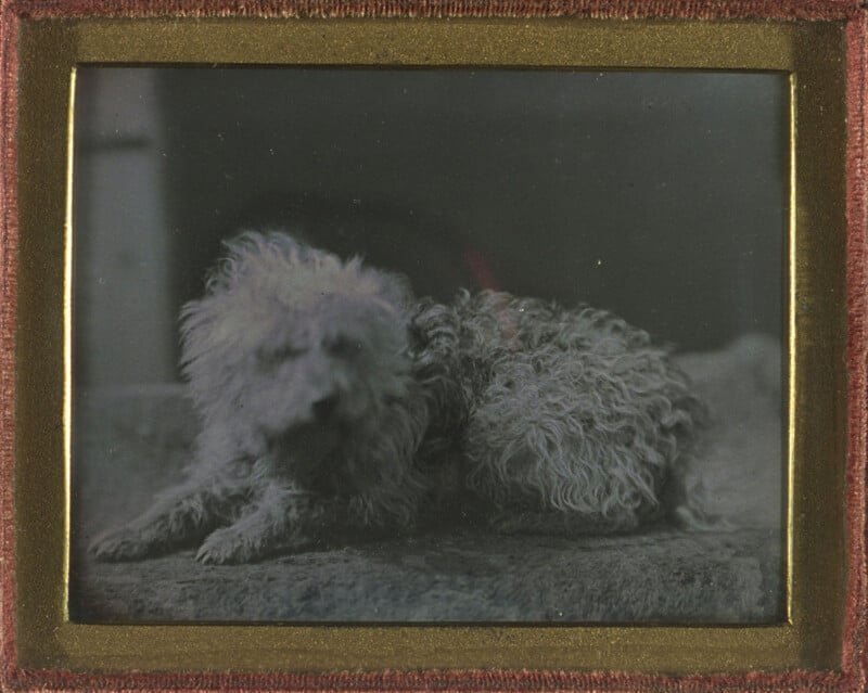 A Daguerreotype portrait of a small, fluffy, light-colored dog. 