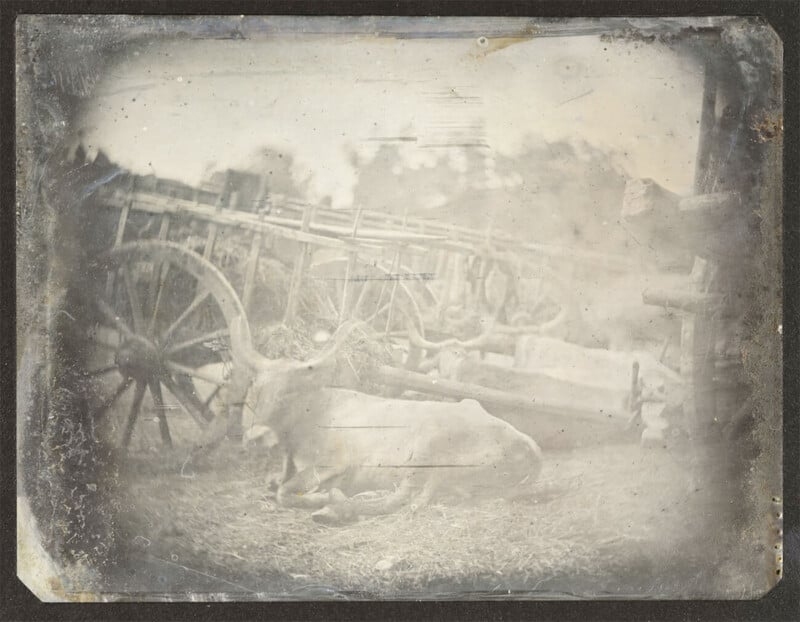 A Daguerreotype photograph of a cow in front of a wagon. Sepia colors and warped edges. 