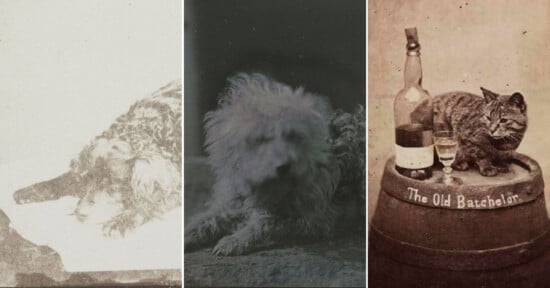 triptych of three 19th century pet portraits. Two dogs and a cat.