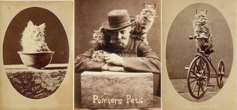 Triptych of pictures of cats from the 1870s. Sepia colors. Cats in funny poses. 
