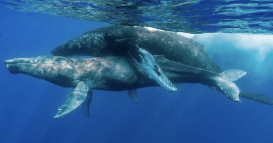 humpback whales sex males first ever images photographs