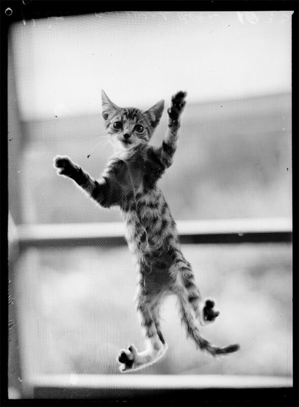 A kitten climbing a wire mesh door. Black and white. 