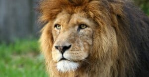 man mauled lion selfie zoo enclosure