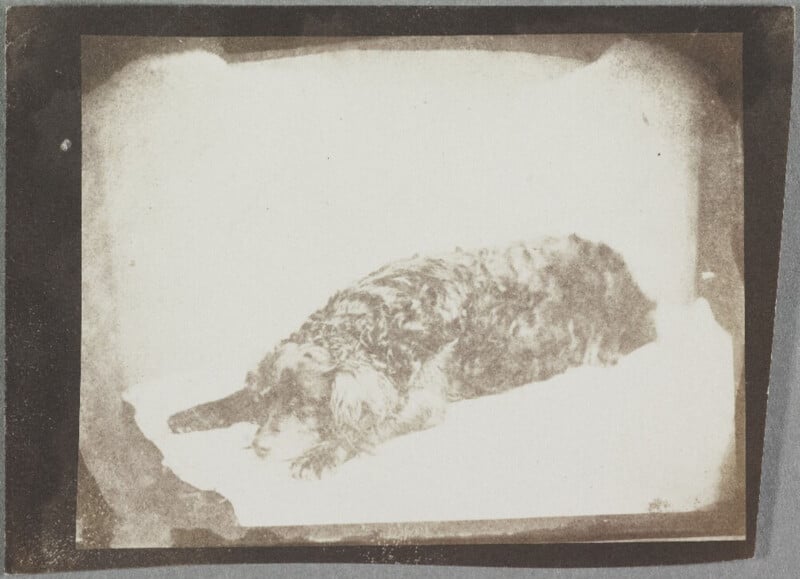 Portrait of a dog laying down in a studio. 1847. Sepia toned dog photo. 