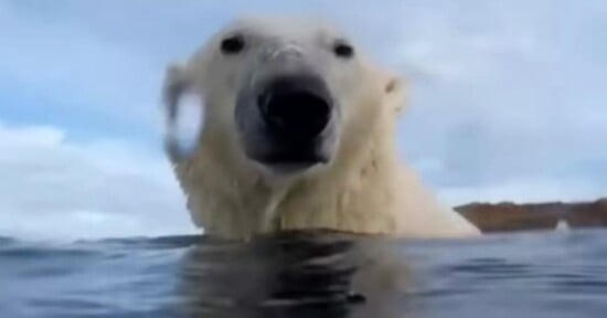 scientists attach cameras to polar bears starving global warming