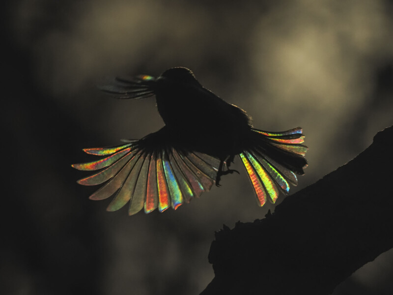 Birds with rainbow in their wings