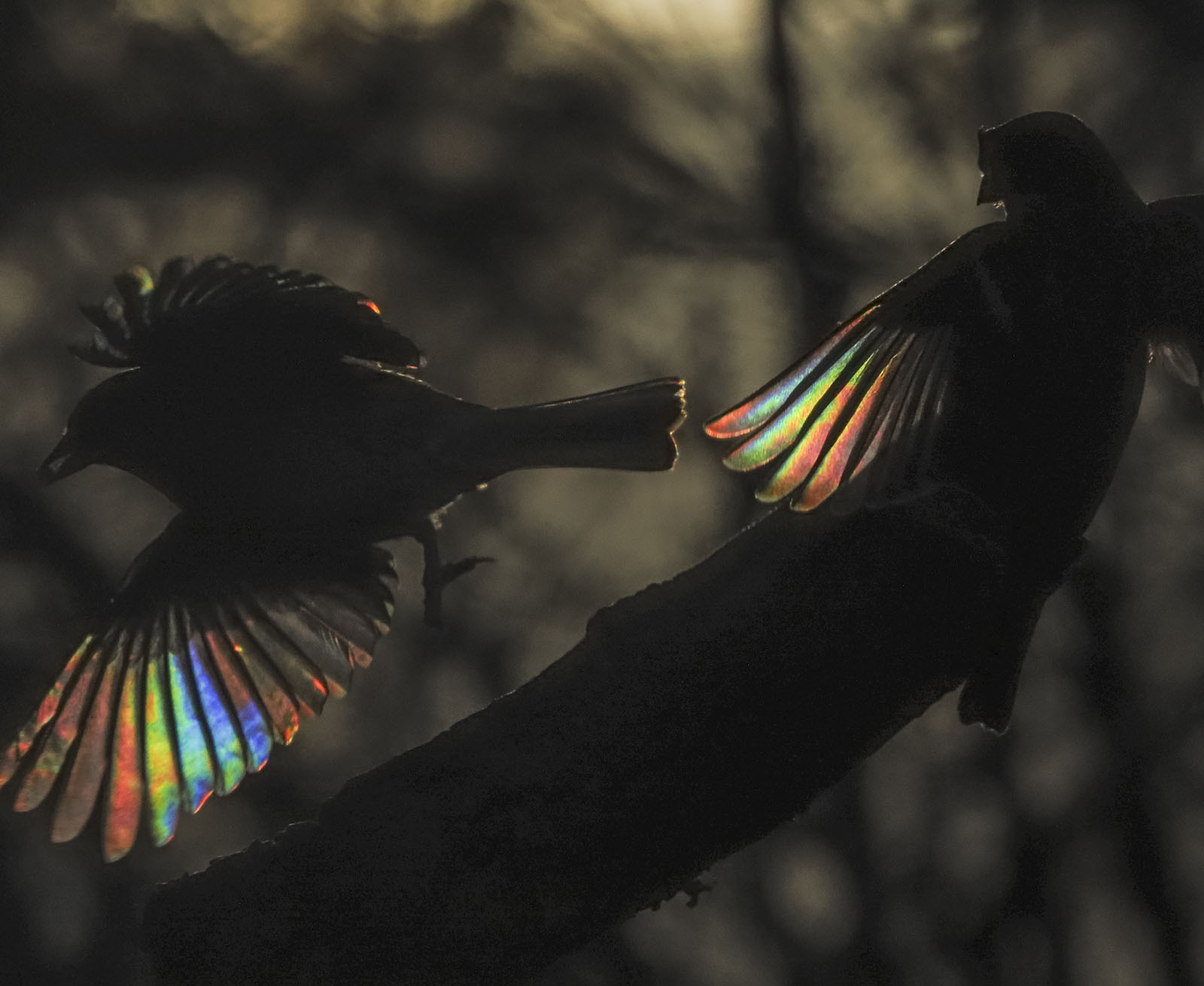 Photographer's Beautiful Pictures of Rainbows That Appear in Bird Wings ...