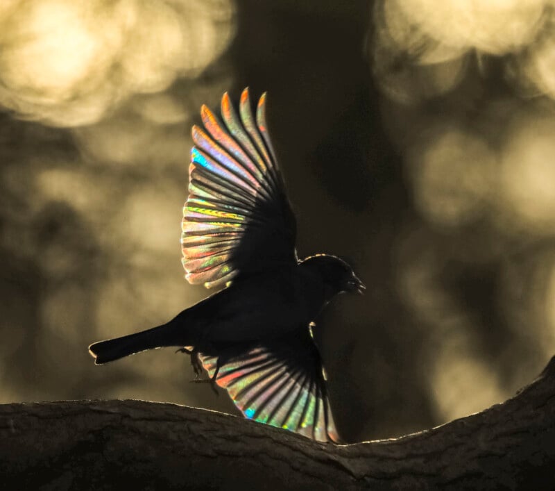Birds with rainbow in their wings