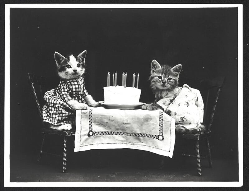 Two cats sitting across from each other at a small table with a birthday cake in between them. 