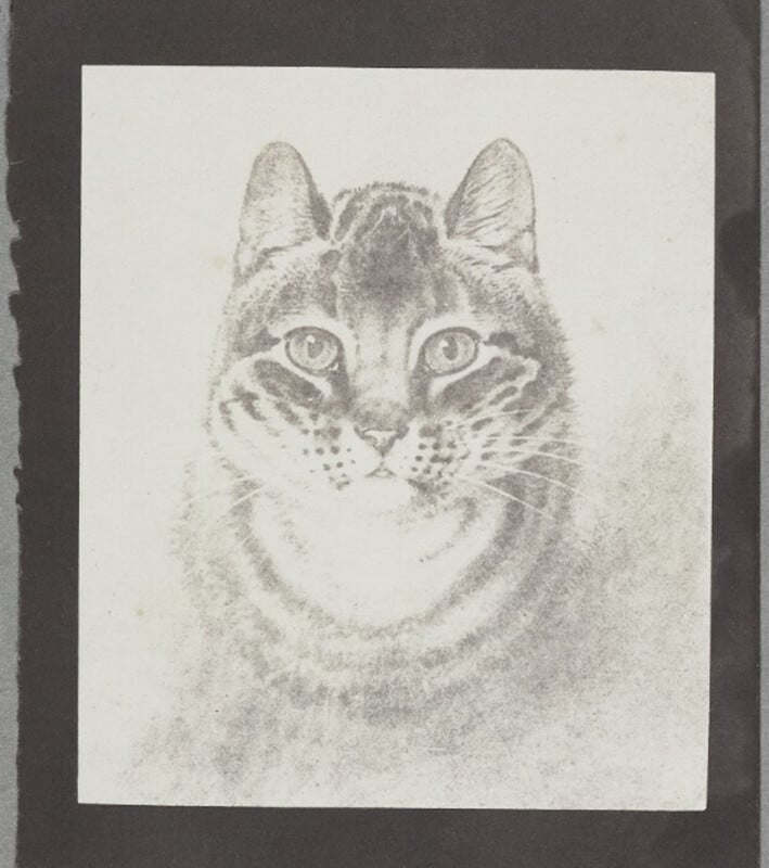  William Henry Fox Talbot photographic reproduction of a cat drawing. Drawing of a cat.