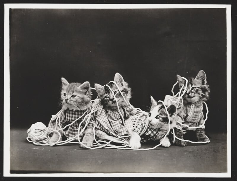 Four kittens tangled up in yarn and fabric. 