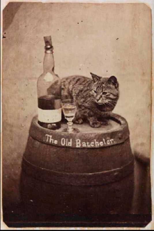 A sepia photograph of a cat on top of a large barrel next to an alcohol bottle and a glass. 