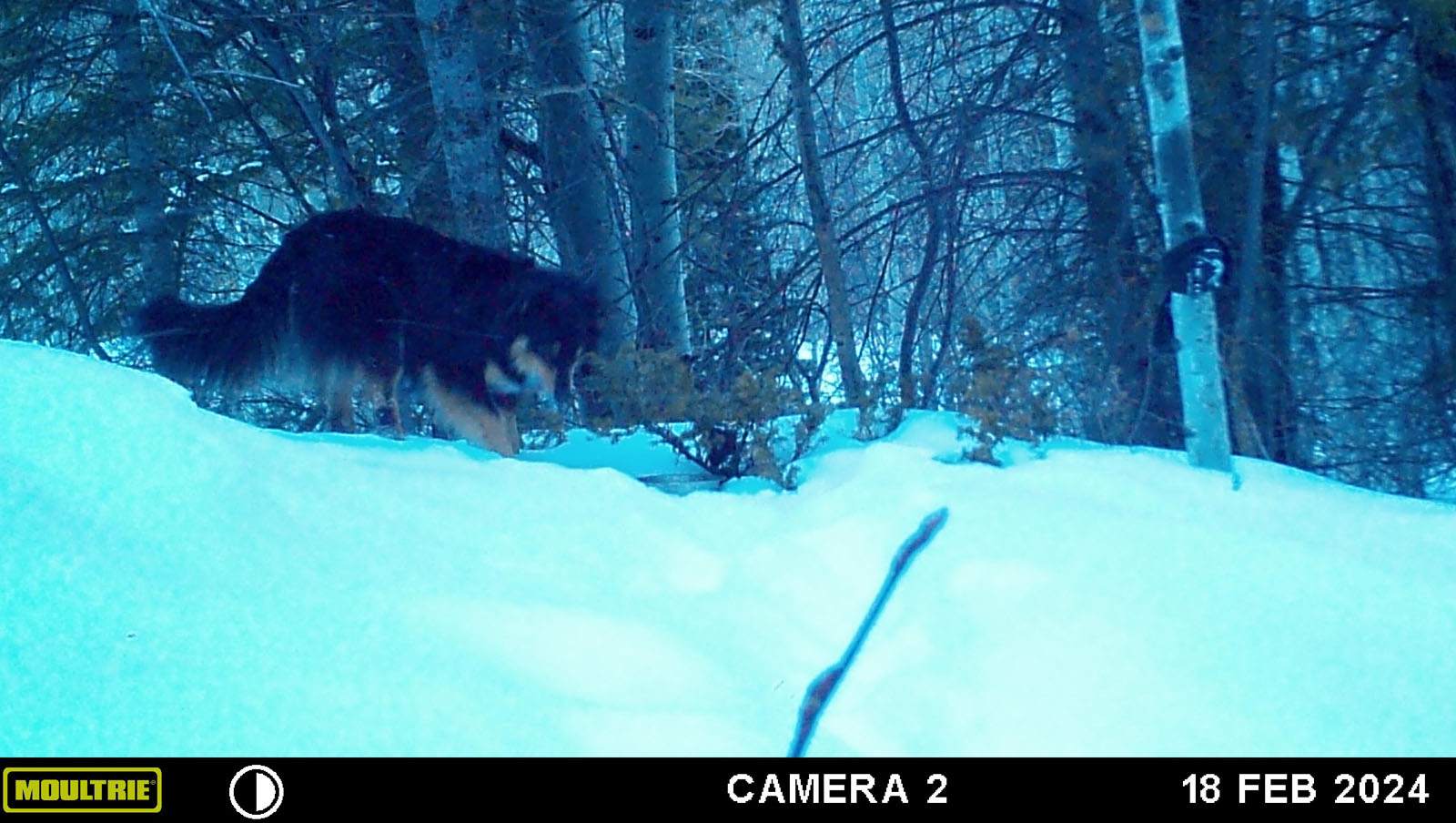 Lost dog found on trail camera in Colorado after being missing since last March 