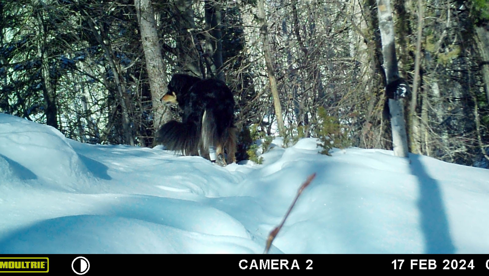 Lost dog found on trail camera in Colorado after being missing since last March 