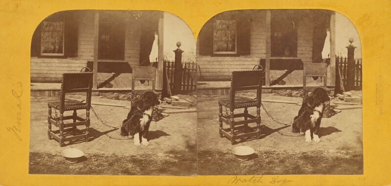 Stereo photograph of a dog tied to a chair. Sepia. 
