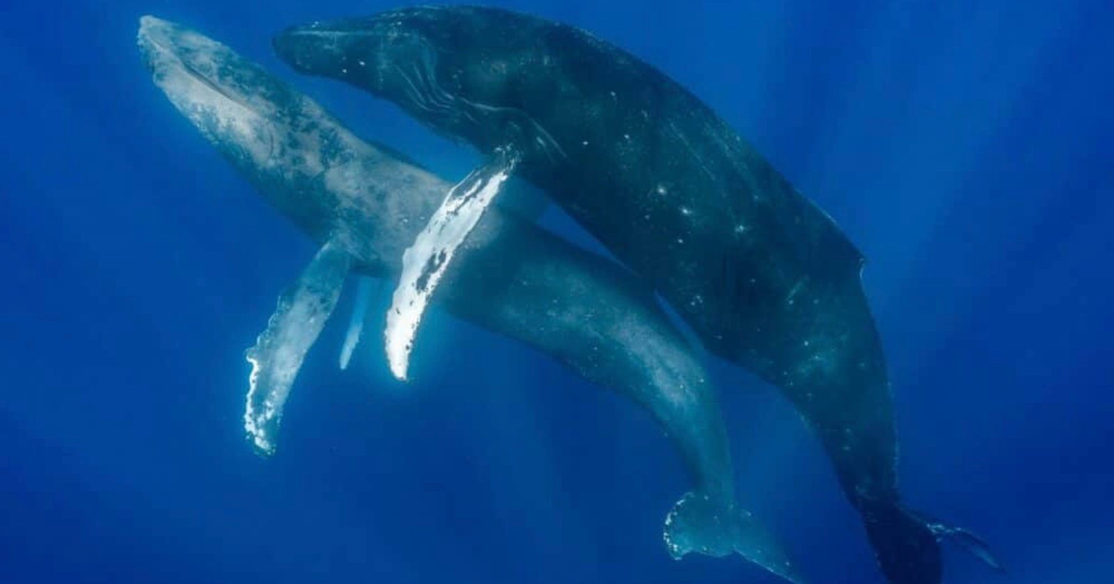 Photographers Document First Ever Instance Of Humpback Whales Mating And Its Between Males