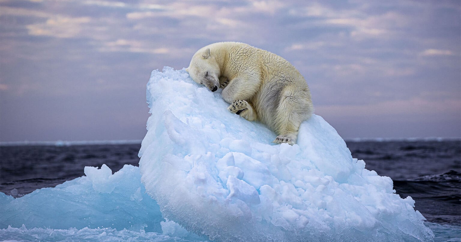 15 Breathtaking Photos From the 61st Wildlife Photographer of the Year ...