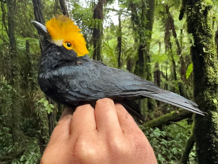 First ever photograph of a yellow-crested helmetstrike