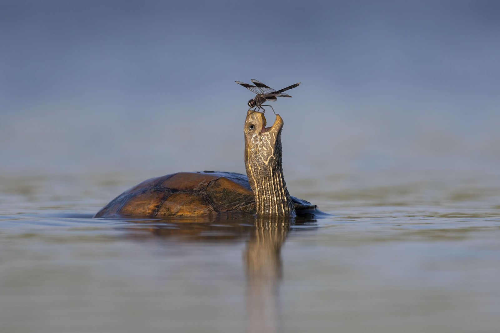 Wildlife Photographer of the Year People's Choice Award winners announced by the Natural History Museum, London