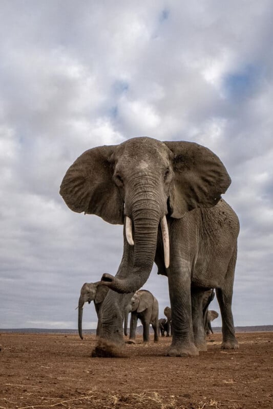 yaris klein elephants risk camera 