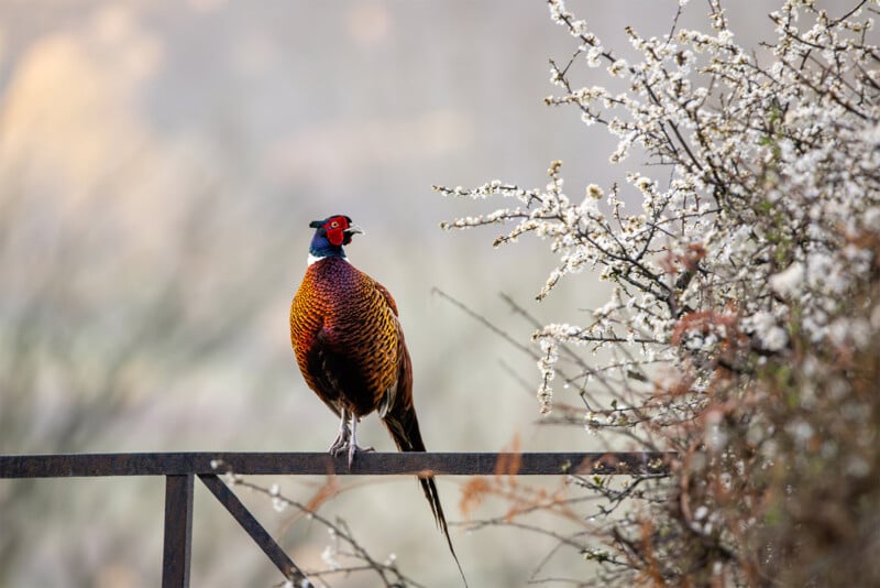 British Wildlife Photography Awards 2024, portrait of a pheasant on a railing 