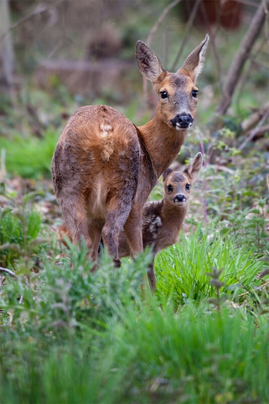 British Wildlife Photography Awards 2024, portrait of a doe and her fawn, green grass, woods
