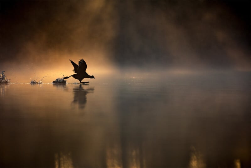 British Wildlife Photography Awards 2024, silhouette portrait of a coot (bird) running on water, dusk, dark and orange