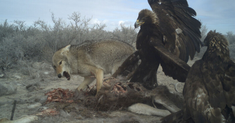 Trail camera captures fight between coyote and eagle