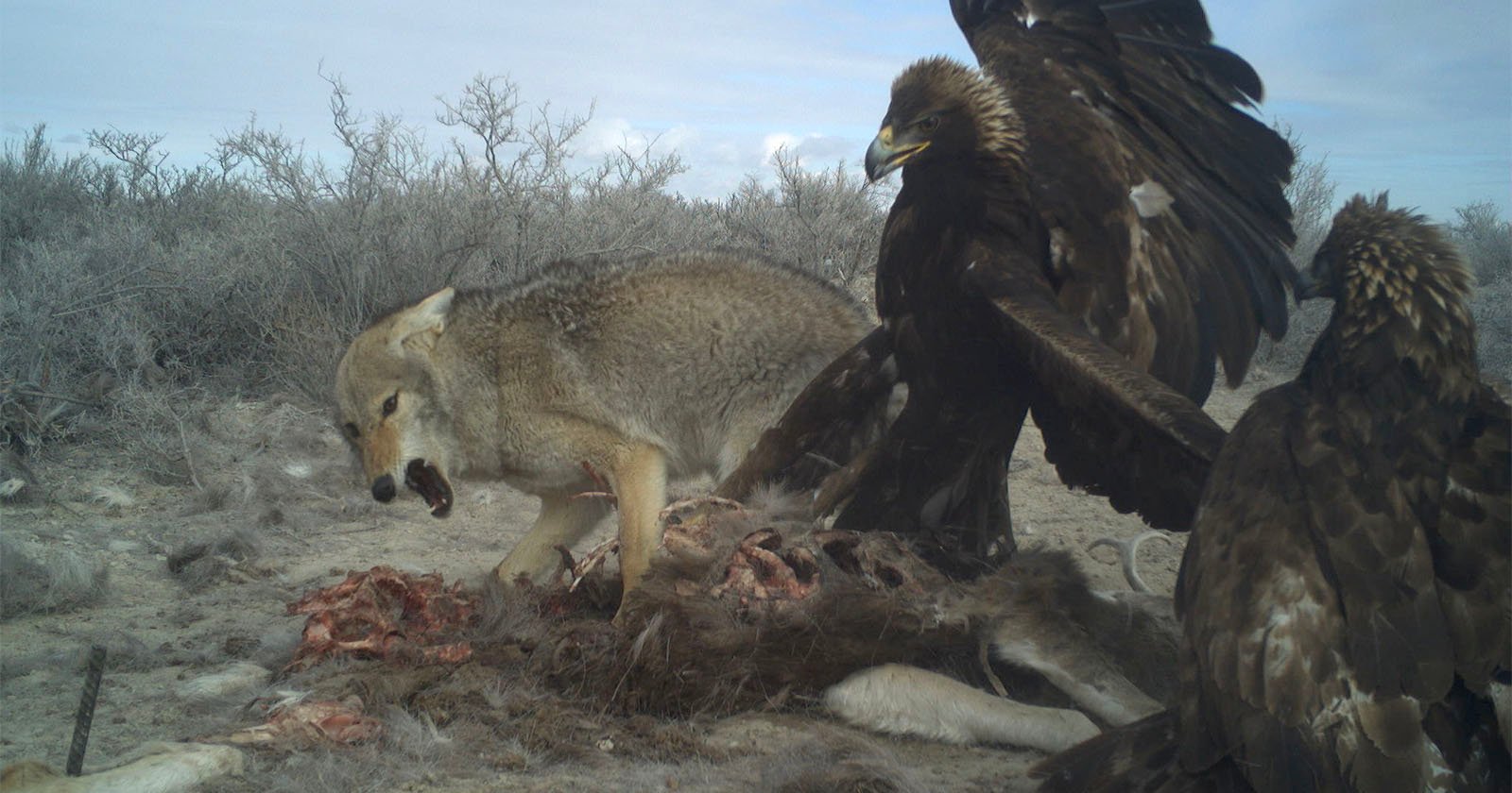Trail camera captures fight between coyote and eagle