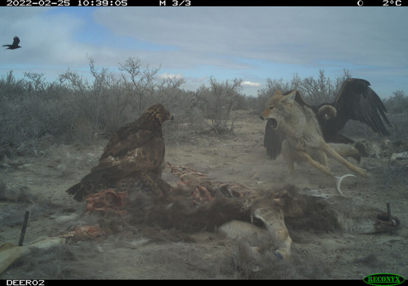 Trail camera captures fight between coyote and eagle