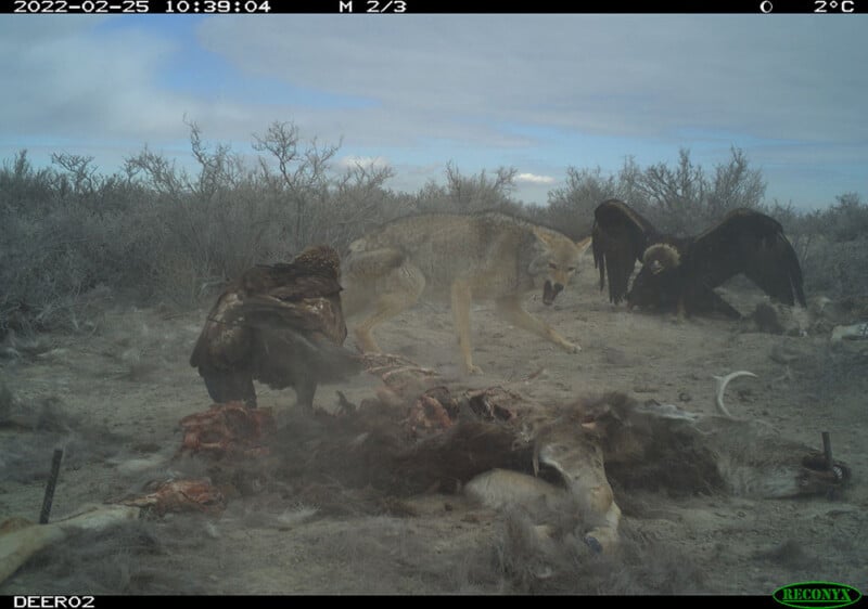 Trail camera captures fight between coyote and eagle