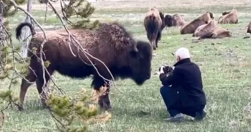 Photographer too close to bison in Yellowstone Park
