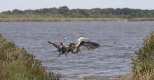 Bobcat pounces on heron