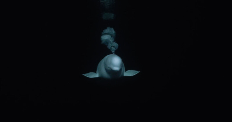 Boxfish Luna underwater drone -- video screenshot -- drone underwater, beluga whale. 