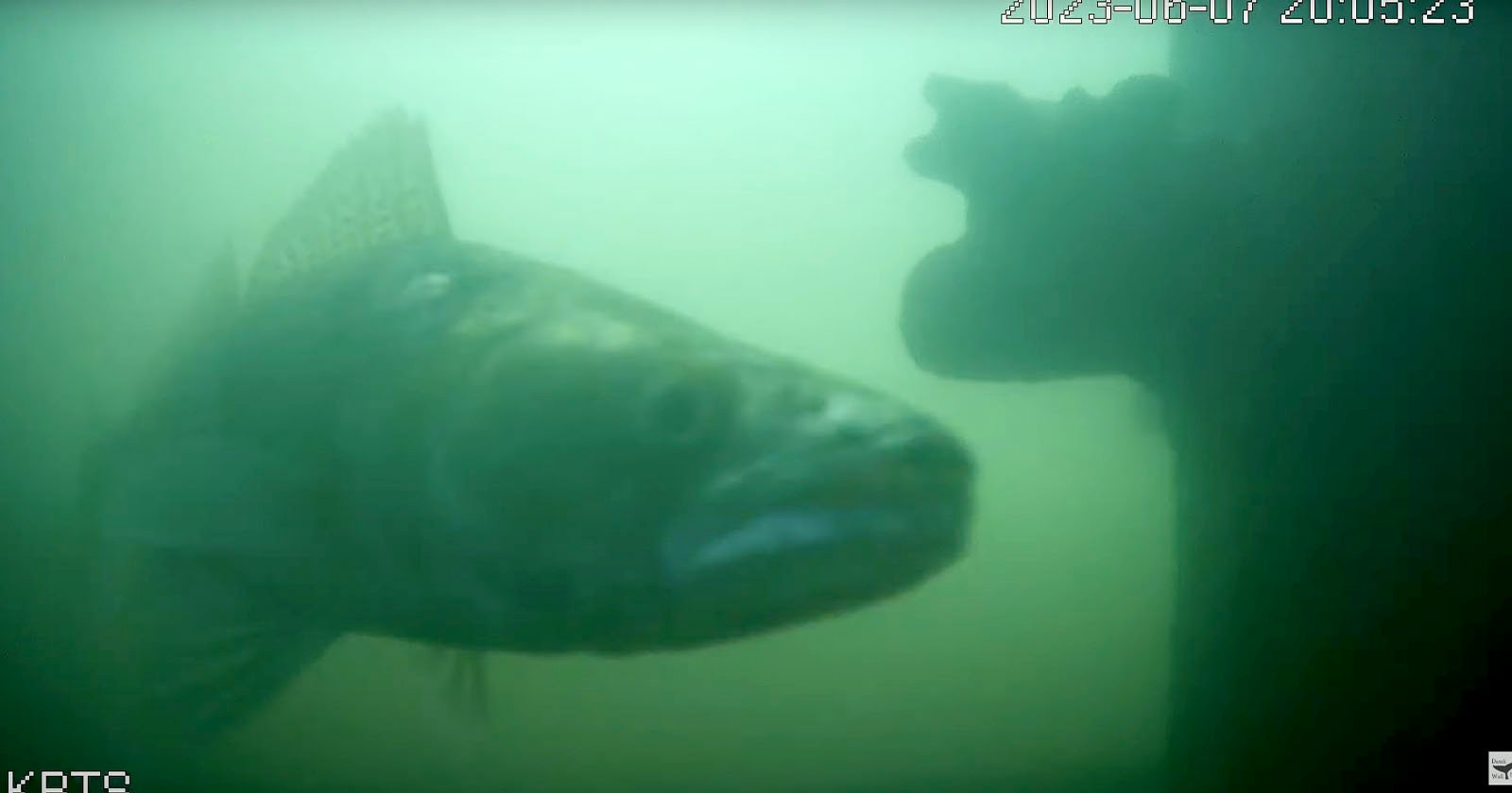 The fish you NEVER see! Underwater fishing camera reveals all! 