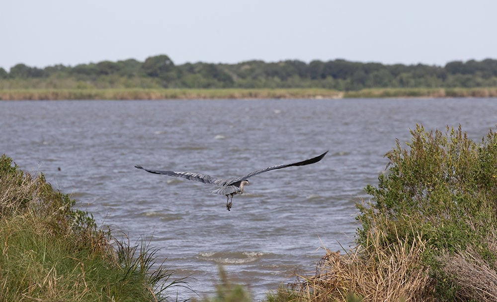 'Once in a Lifetime' Photo of Bobcat Pouncing on Heron Mid-Flight ...