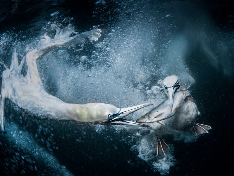 Glorious Gannet Portrait Wins World Nature Photography Awards
