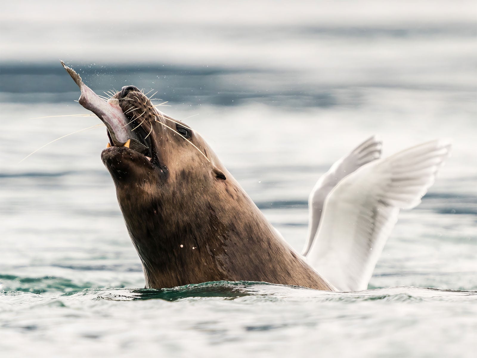 Nikon Gets the Giggles and Partners With Comedy Wildlife Photo Awards ...