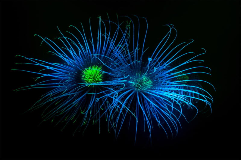 British Wildlife Photography Awards 2024, portrait of fluorescent anemone against a black background, underwater photo